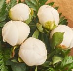 White Peony Bunch - Image 2