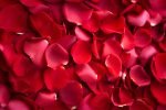 Red Roses Petals -1/2 Kg - Image 4
