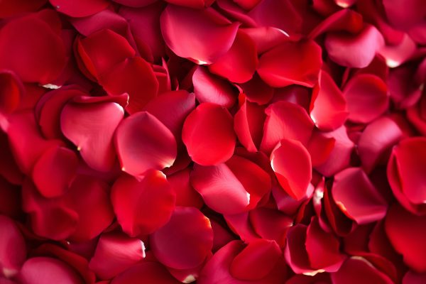 Red Roses Petals -1/2 Kg - Image 4