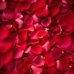 Red Roses Petals -1/2 Kg - Image 5