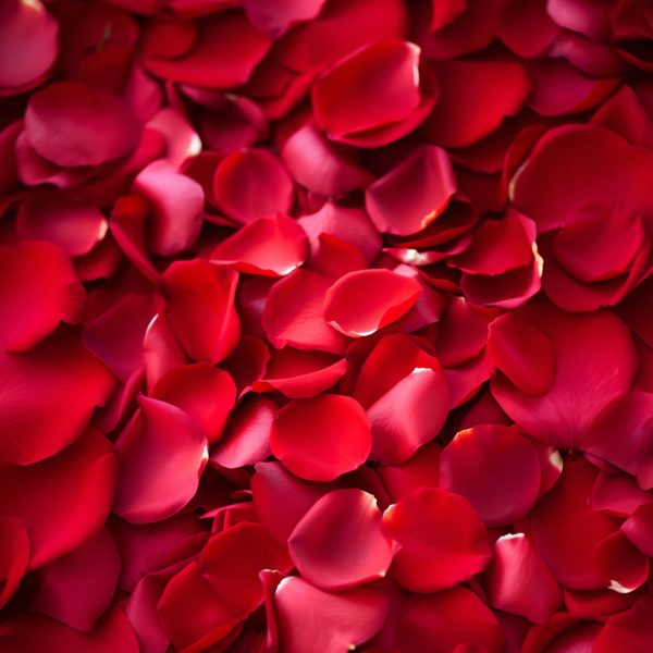 Red Roses Petals -1/2 Kg - Image 5