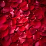 Red Roses Petals -1/2 Kg - Image 3